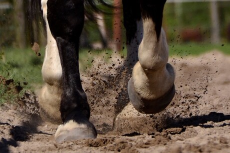 paard aan het stappen