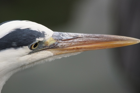 reiger