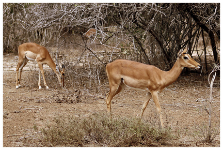 Tsavo East - Kenia