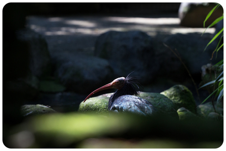 Een kleine serie uit dierentuin FOTO 4