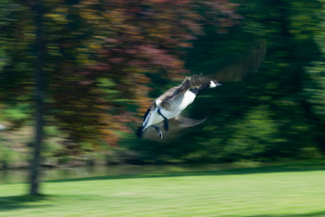 Gans in vlucht bij Kasteel Schaloen