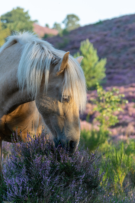 Dit mooie paard geniet ook van de heide