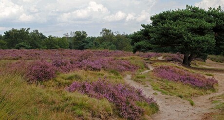 De Regte Heide