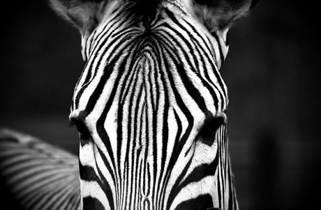 Ziggy the zebra