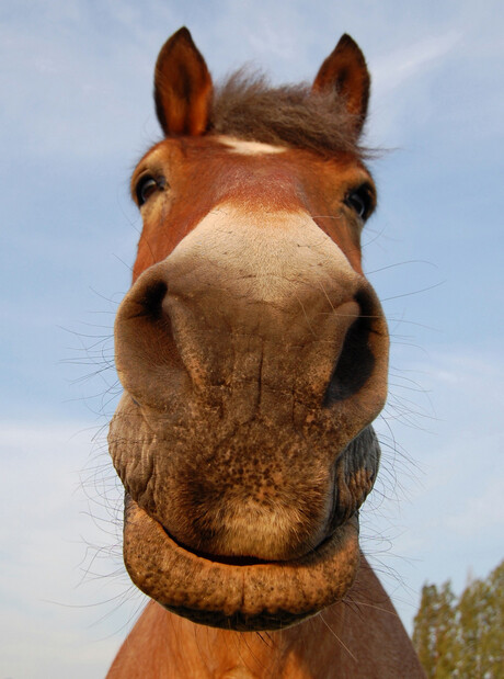 Belgisch paard!!