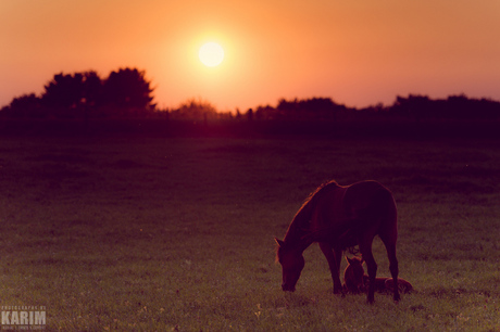 Paard met veulen bij zonsondergang