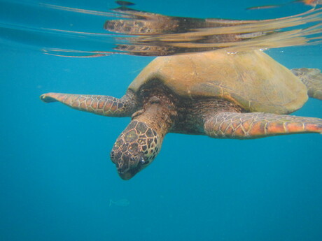 groene zeeschildpad