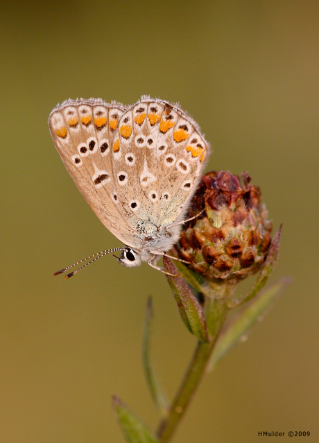 Bruin Blauwtje