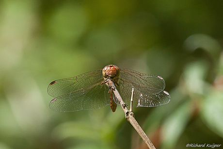 Steenrode heidelibel (Sympetrum vulgatum)