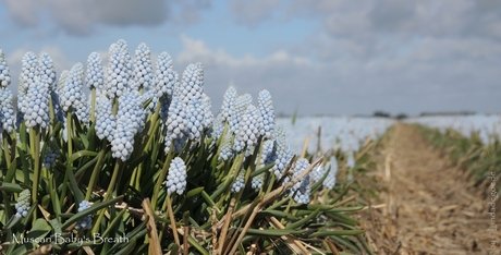 Muscari Baby's Breath flowering at our field