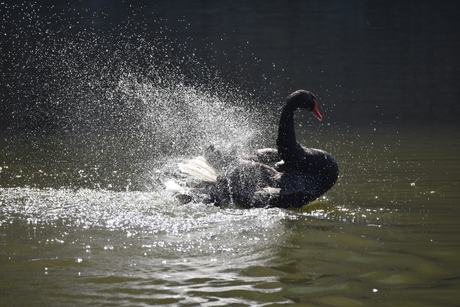 Waterballet