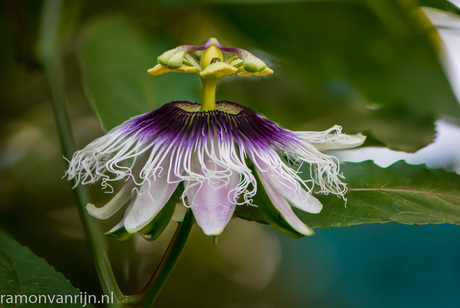 Botanische Tuinen Utrecht-178-bewerkt.jpg