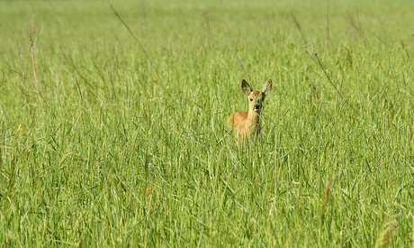 Reekalf omgeving Hoenderloo