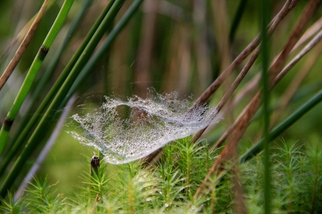 Dauw in het spinnenweb op het mos