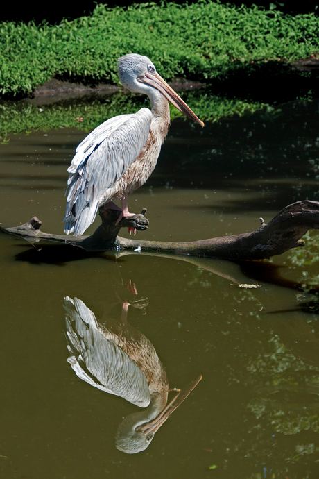 Spiegeltje