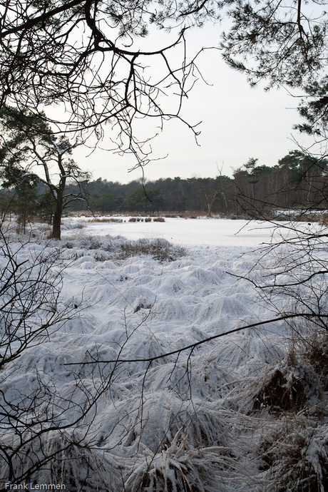 Doorkijkje in de bossen in Son