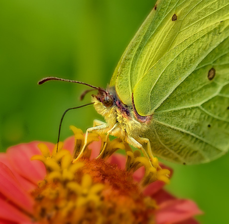 vlinder in de moestuin.