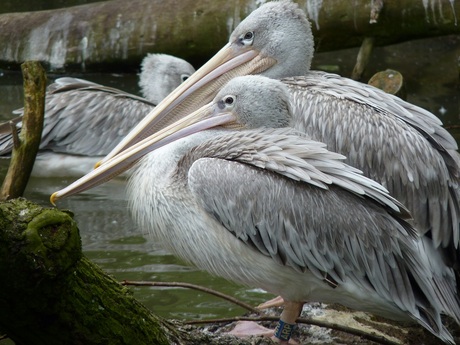 big bird beekse bergen