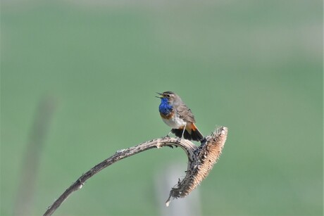 blauwborst zonnebloem