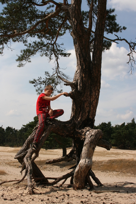 wortels boven de grond