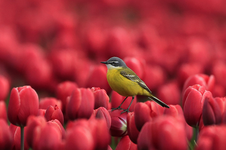 de bloemetjes buiten