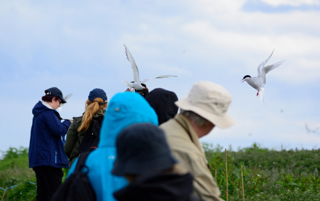 Attack of the Tern