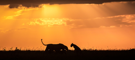 Disney scene in de Masai Mara
