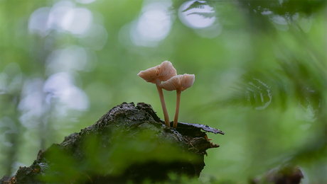 samen in het bos