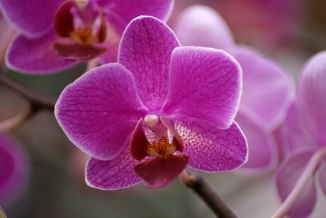 Orchidee