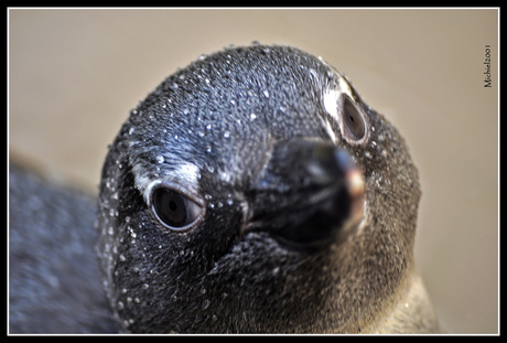 Pinguin Pingu