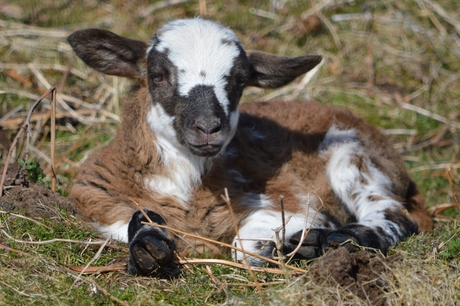 Lammetje in geuren en kleuren