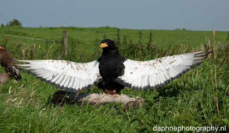 Bateleur arend