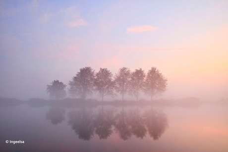 Boompjes in de mist