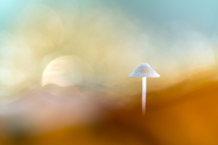 Droomlandschap - Een droomlandschapje,  ik zie heuvels,  een maan.... of is het de zon?
Het maakt niet uit,  en jij mag zien wat jij ziet, heerlijk dromen ;-) - foto door belton op 10-11-2020 - deze foto bevat: macro, herfst, bos, mycena, sfeer, loes belovics