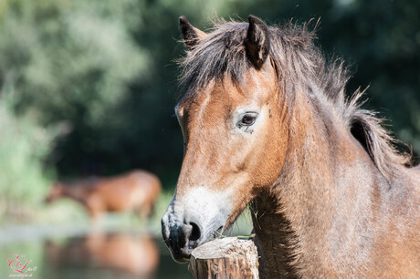 portert wild paard