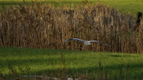 Blauwe Reiger