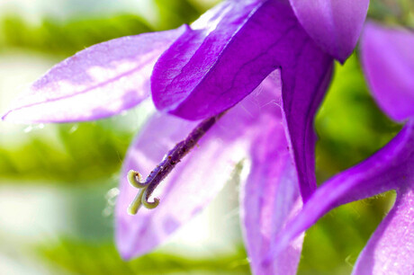 paarse campanula