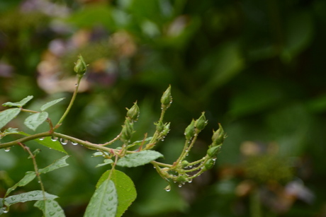 raindrops