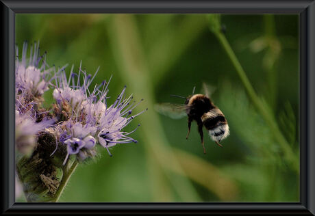 de landing van een hommel