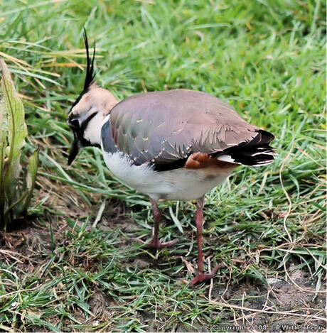 Kievit (Vanellus Vanellus)