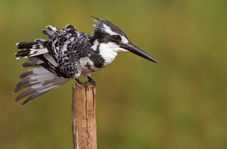 Bonte IJsvogel