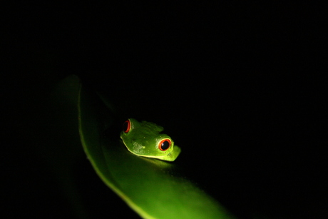 kikker op een blad