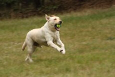 hond speelt met bal