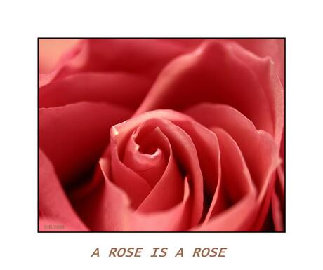a rose is a rose 5