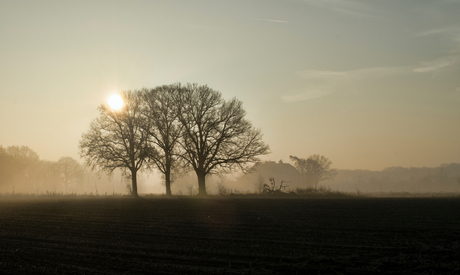 Schilde bij morning