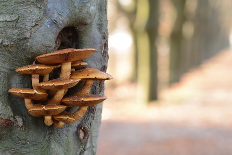 Herfst op Planken Wambuis