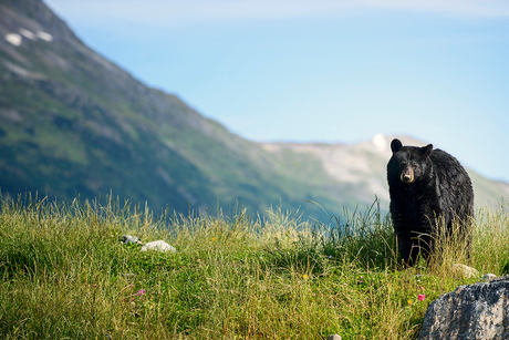 Zwarte beer op de uitkijk