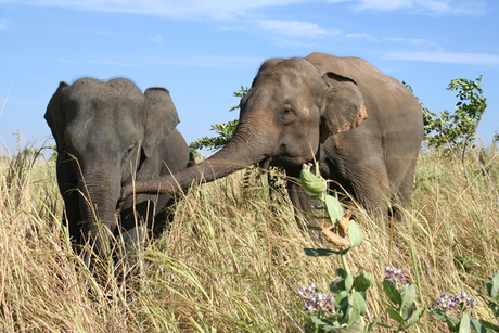 Twee machtige dieren