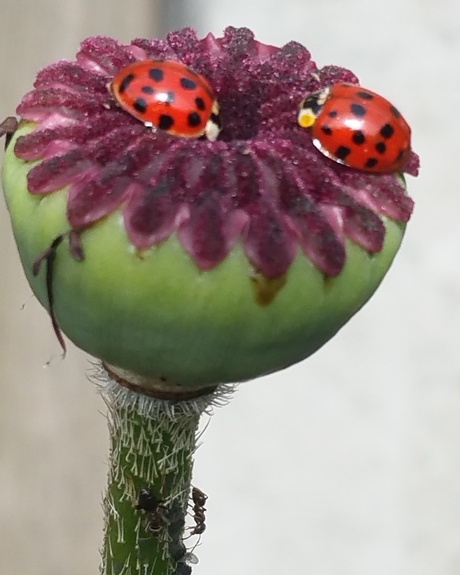 IMG_20170605_102214_727