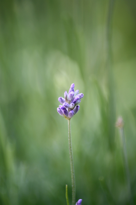 lavendel